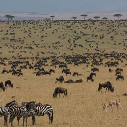 4-Day, 3-Night Amboseli & Lake Nakuru Wildlife Safari